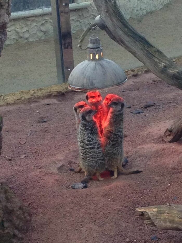 Group of meerkats warming under a heat lamp in an enclosure, showcasing heartwarming animal pics.