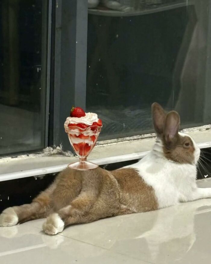 Brown and white rabbit lying down with a strawberry dessert balanced on its back, showing animals in goblin mode humor.