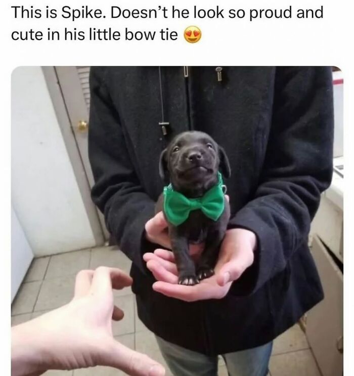 Small black puppy named Spike wearing a green bow tie held by a person, featured in funny and silly animal memes.