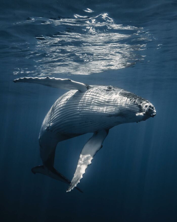 Underwater shot of a humpback whale swimming gracefully, showcasing the ocean’s hidden wonders and marine beauty.