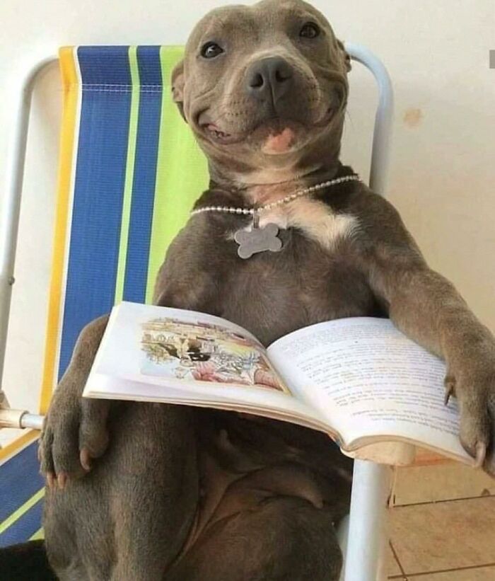 Smiling dog sitting in a chair wearing a collar and holding an open book, a funny animal in goblin mode.