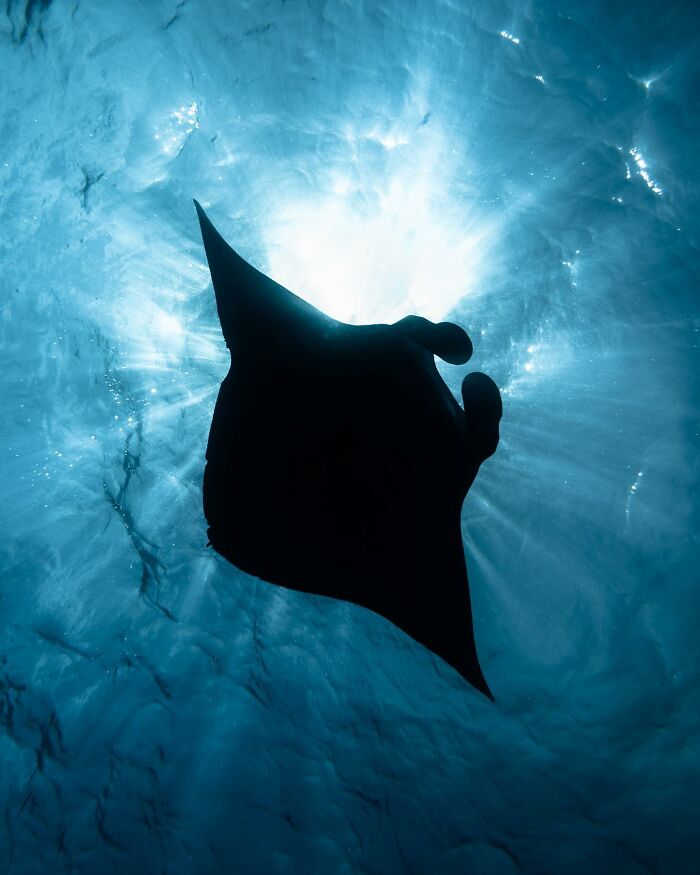 Silhouette of a manta ray swimming underwater with sun rays shining through ocean water in stunning underwater shot.