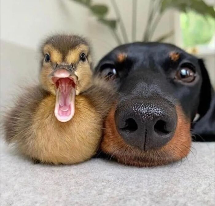 Close-up of a yawning duckling and a dachshund dog lying side by side in adorable animal pics.