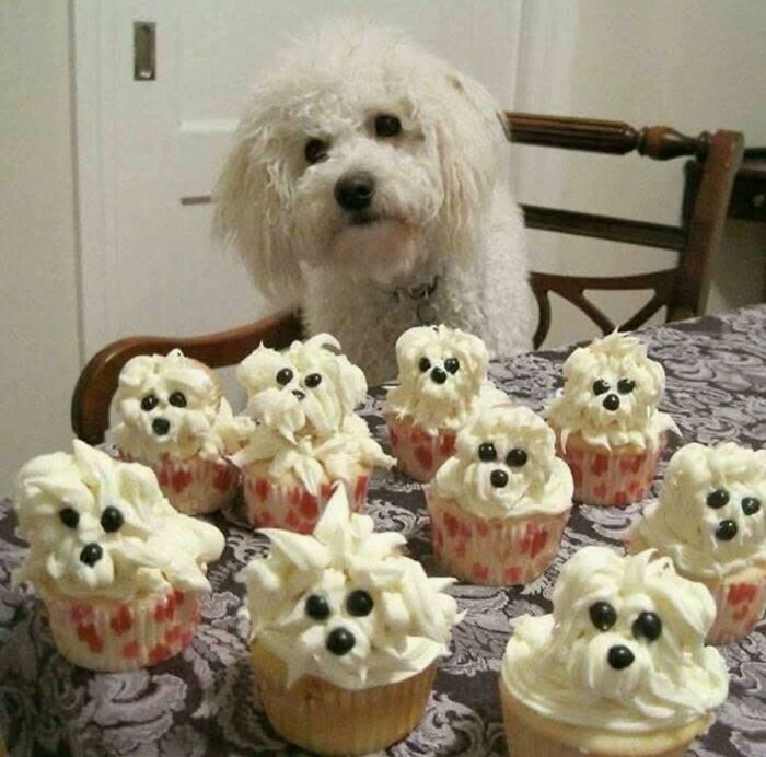 A fluffy white dog sitting behind cupcakes decorated to look like small white dogs, funny animal goblin mode moment.