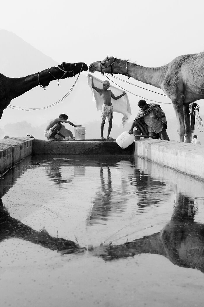 "Camel Fair" By Arne Strømme (Norway)