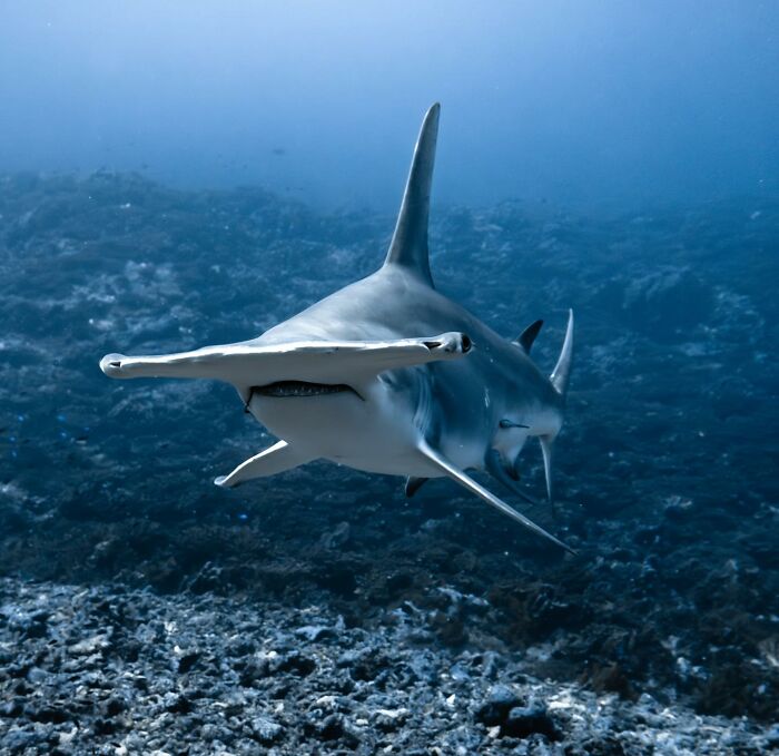 Hammerhead shark swimming close to the ocean floor in a clear underwater shot showcasing ocean wonders.