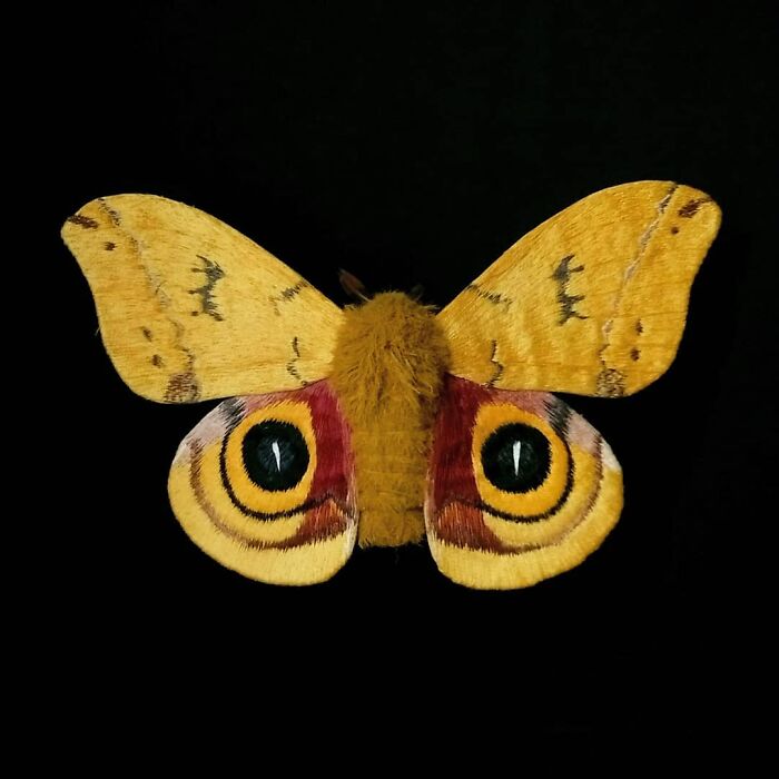 Embroidered fiber moth with detailed yellow and brown wings and large eye patterns on black background.