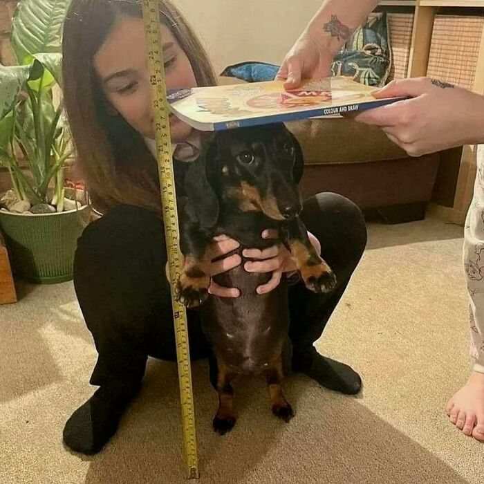 A dachshund dog held upright next to a measuring tape and a book in a funny goblin mode moment.