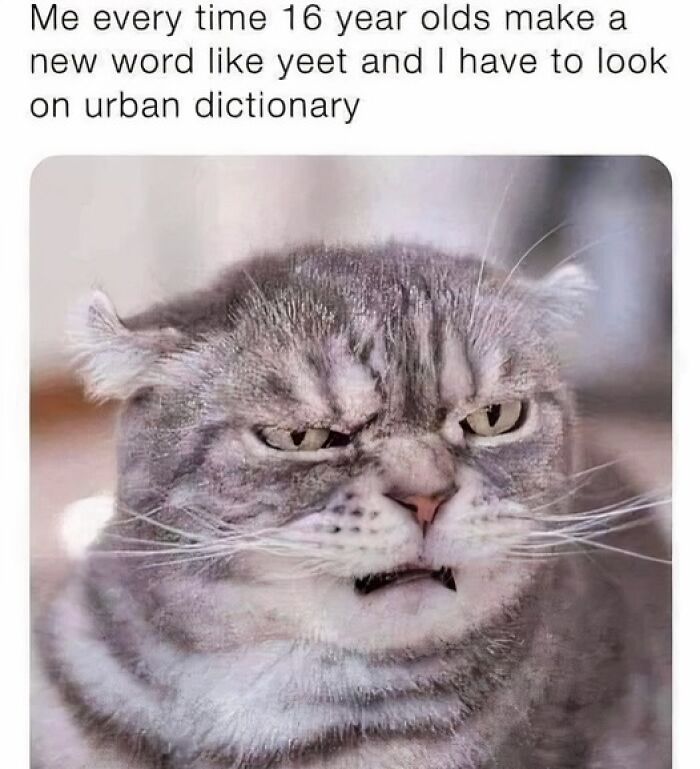 Grumpy cat reacting to new slang words, featured in a collection of funny and silly animal memes to lift spirits.