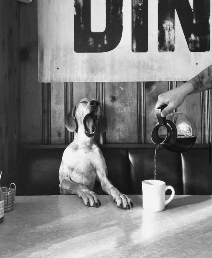 Black and white street photo of a yawning dog sitting at a diner table with coffee being poured into a mug.