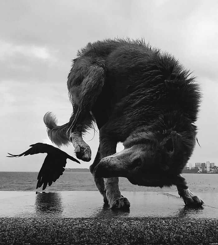 Black and white street photo of a dog and bird by the water captured on an Instagram page with many followers.