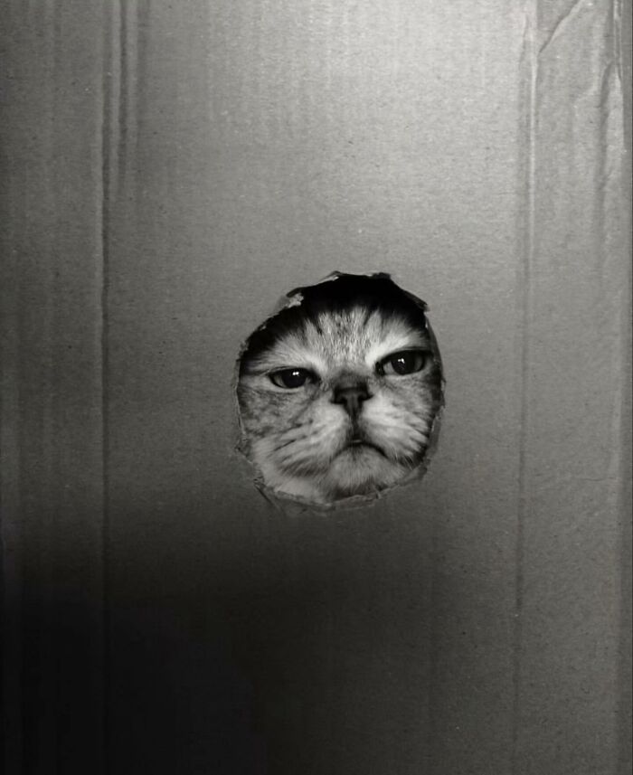 Black and white street photo of a cat peeking through a hole in a cardboard box, shared on Instagram page.