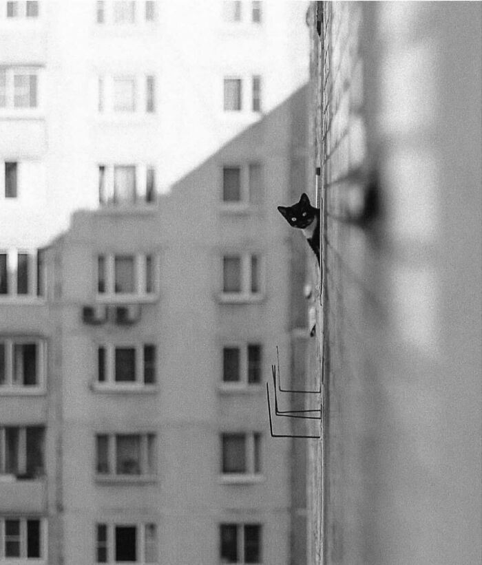 Black and white street photo of a cat peeking from a building wall with an urban apartment background.