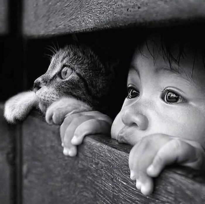 Black and white street photo of a child and cat peering through a wooden fence, capturing intimate street moments.