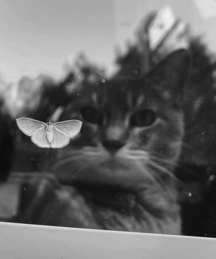 Black and white street photo of a cat looking at a moth on a window, featured on popular Instagram page with 726K followers.