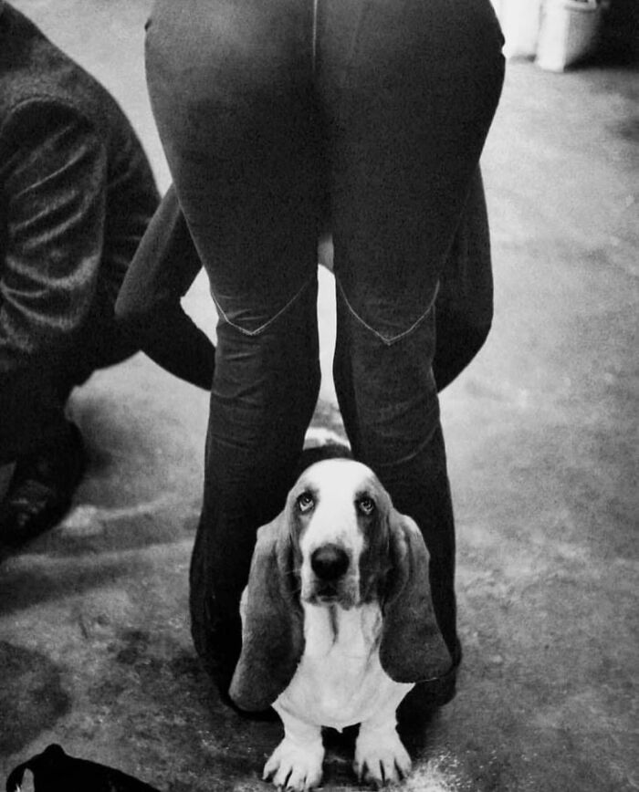 Black and white street photo of a dog looking up between a person’s legs on a concrete floor.