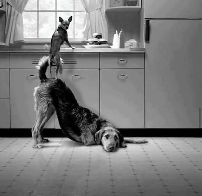 Black and white street photo of two dogs interacting inside a kitchen, featured on popular Instagram page with 726K followers.