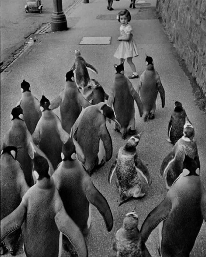 Black and white street photo showing a little girl walking among a parade of penguins on the sidewalk.