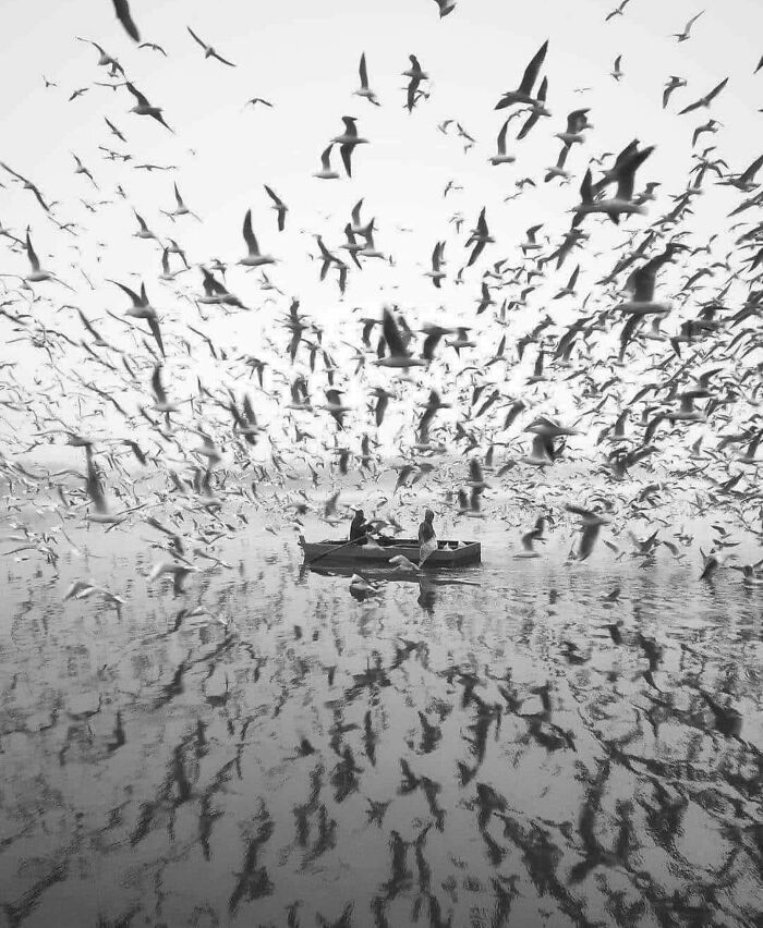 Black and white street photo of two people in a boat surrounded by a large flock of birds over water.