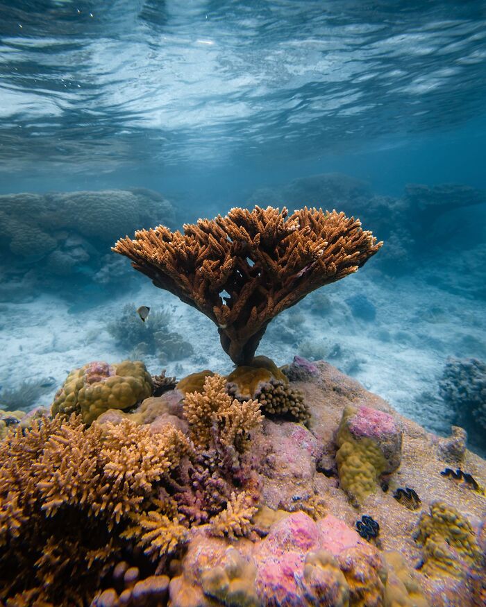 Underwater shot of vibrant coral reef showcasing ocean’s hidden wonders with clear blue water and marine life nearby