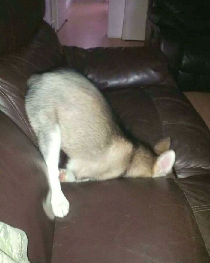 Dog in goblin mode with head buried in a couch cushion, humorously losing the plot on a brown leather sofa.