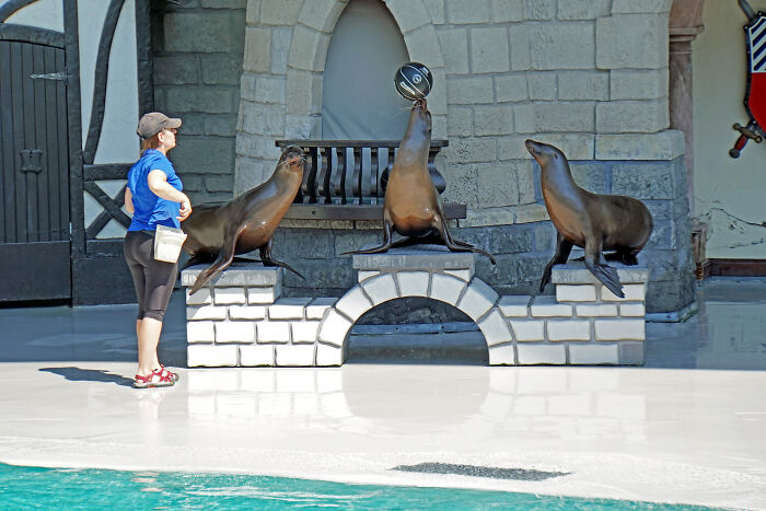 Visitor watching sea lions performing with a ball at a tourist destination once popular but now fallen into oblivion.