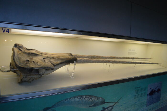 Appalling facts people unaware of a preserved rare sawfish rostrum displayed in a museum exhibit case.