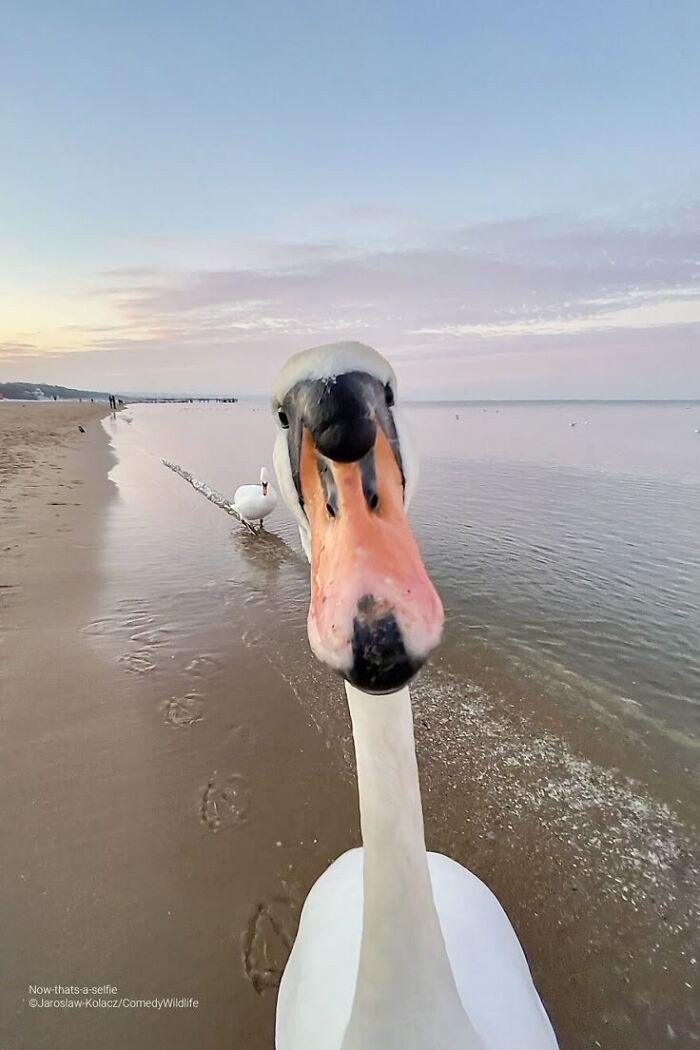 Close-up of a swan taking a curious selfie on a sandy beach with water and sky in the background, animal pics warming heart.