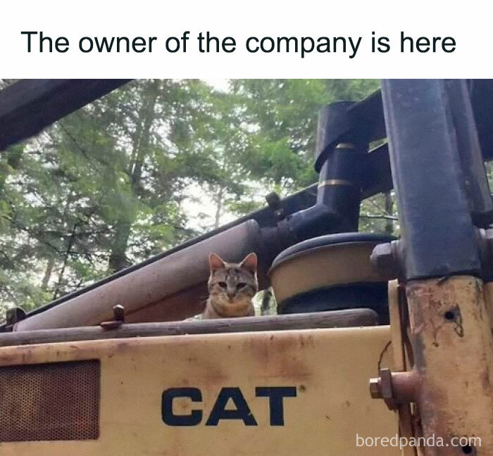 A cat sitting on heavy machinery with the word CAT, a funny meme from a page featuring hilarious memes.