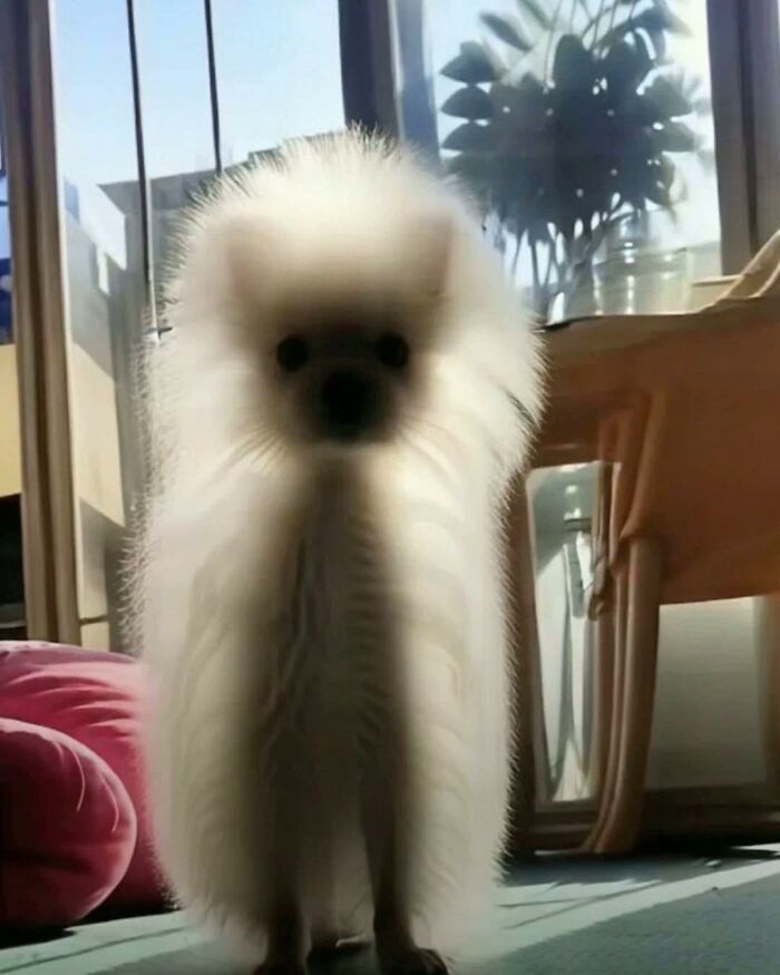 Fluffy dog with blurred face standing indoors in sunlight, showcasing hilarious animals in goblin mode moment.