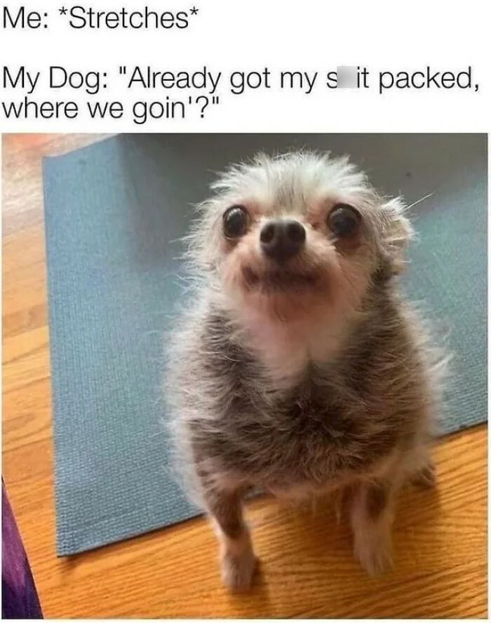 Small fluffy dog with wide eyes sitting on a yoga mat in a funny and silly animal meme to lift your spirits.