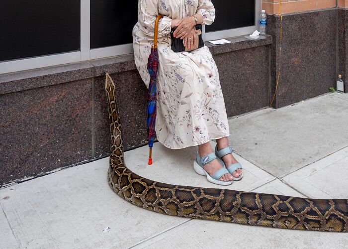 Woman sitting on ledge holding an umbrella while a large snake slithers on the sidewalk in street photography style