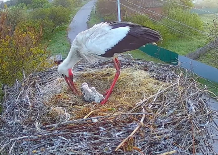 Internet Falls In Love With Ukrainian Storks Caught In A Relationship Scandal