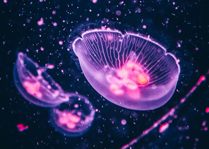 Bioluminescent jellyfish glowing in dark water, illustrating surprisingly entertaining facts about marine life shared in a thread.