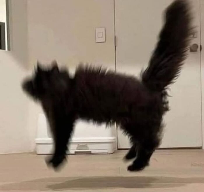 Fluffy black cat caught mid-jump indoors in a playful moment from a collection of animal pics that warm hearts.