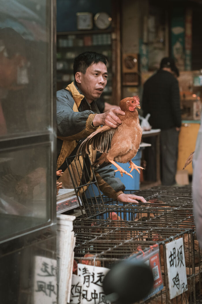 Man holding live chicken at market, showcasing authentic street photography moments captured by talented photographers.