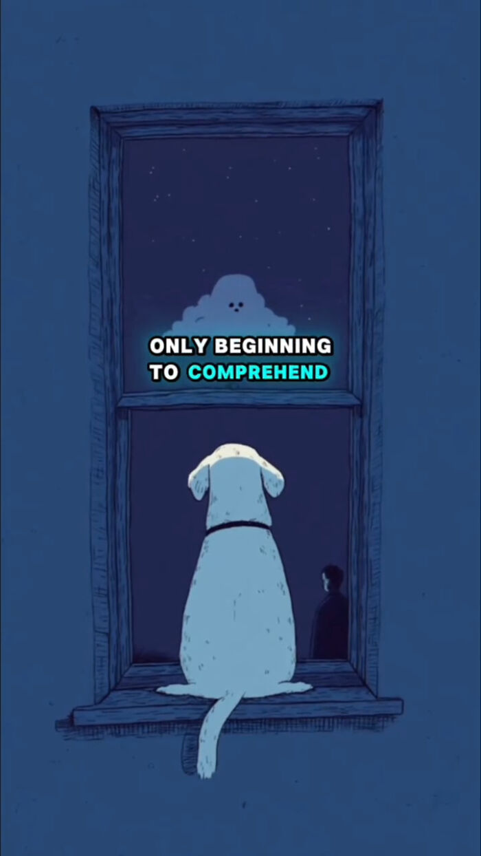 Dog sitting by a window at night, illustrating what dogs go through in the 72 hours after their human passes.