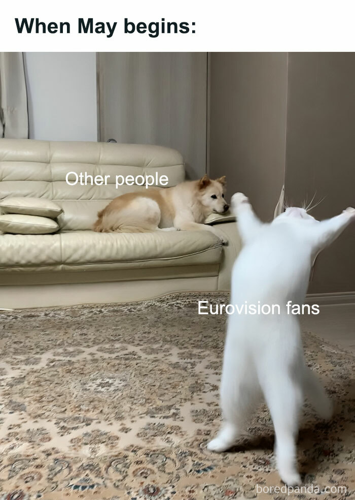 Cat excitedly dancing labeled Eurovision fans while a dog labeled other people lays on a couch, capturing Eurovision meme humor.