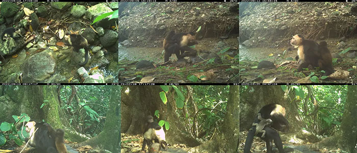 Hidden camera footage shows monkeys kidnapping babies of another species in dense forest environment.