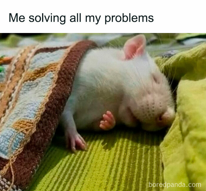 Sleeping white rat under a blanket, representing hilarious memes about solving problems in a relaxed way.