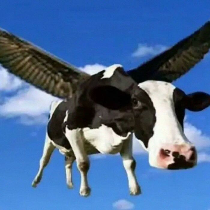 Cow with large wings flying in the sky, one of the hilarious animals who lost the plot in goblin mode moments