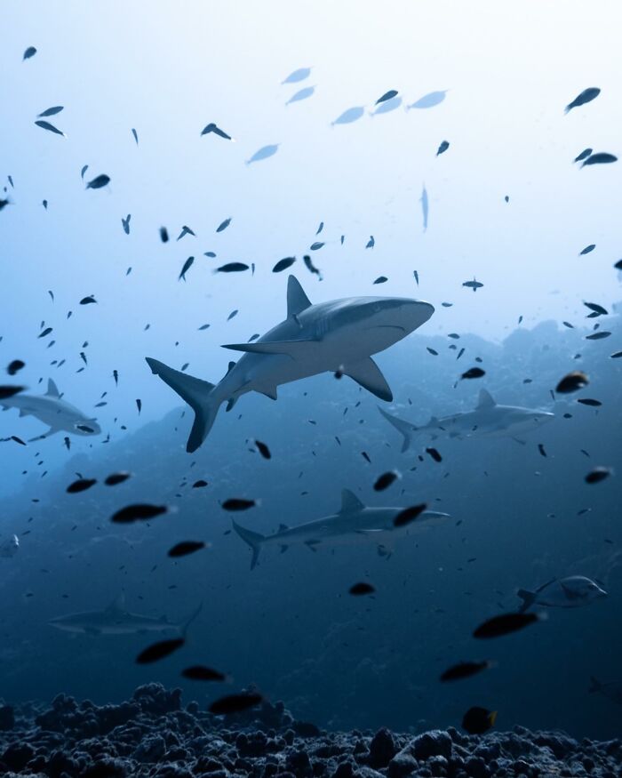 Underwater shot of sharks swimming among a school of fish showcasing ocean hidden wonders and marine life.