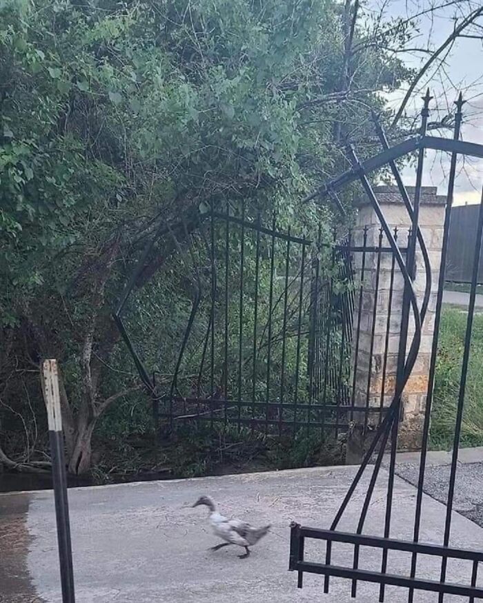 A duck walking through a bent metal gate shaped like a horse, blending nature and playful animal pics.