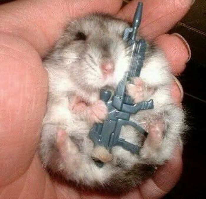 Close-up of a small animal in goblin mode, humorously holding a toy gun while being gently held in a hand.