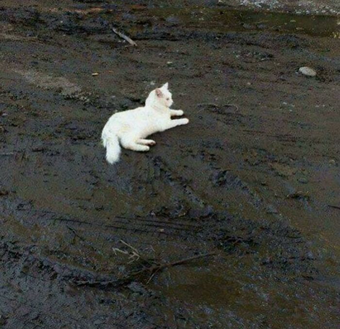 White cat lying relaxed on muddy ground, showing one of the hilarious animals in goblin mode moments.
