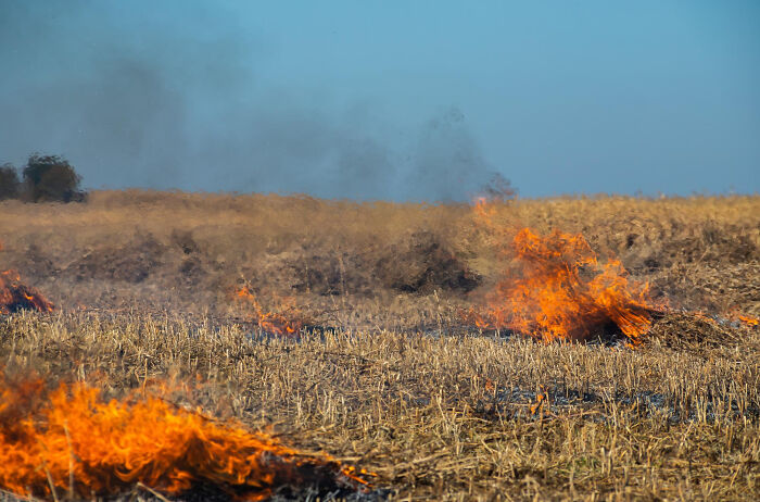 Wildfire burning dry grass in a field, illustrating one of the wildest life blunders people keep secret.