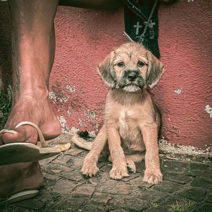 Homeless person’s bare feet near a small dog sitting on a cobblestone street against a worn red wall.