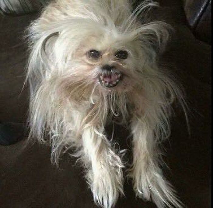 Small scruffy dog with wild fur and an intense expression, showcasing hilarious animals in goblin mode.