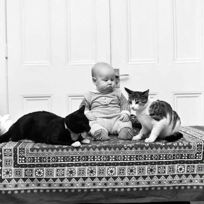 Vintage black and white photo of a baby sitting between two cats, showcasing the timeless bond between kids and cats.