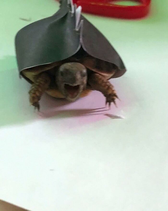 Turtle with an open mouth looking like it lost the plot and went into goblin mode on a white surface.